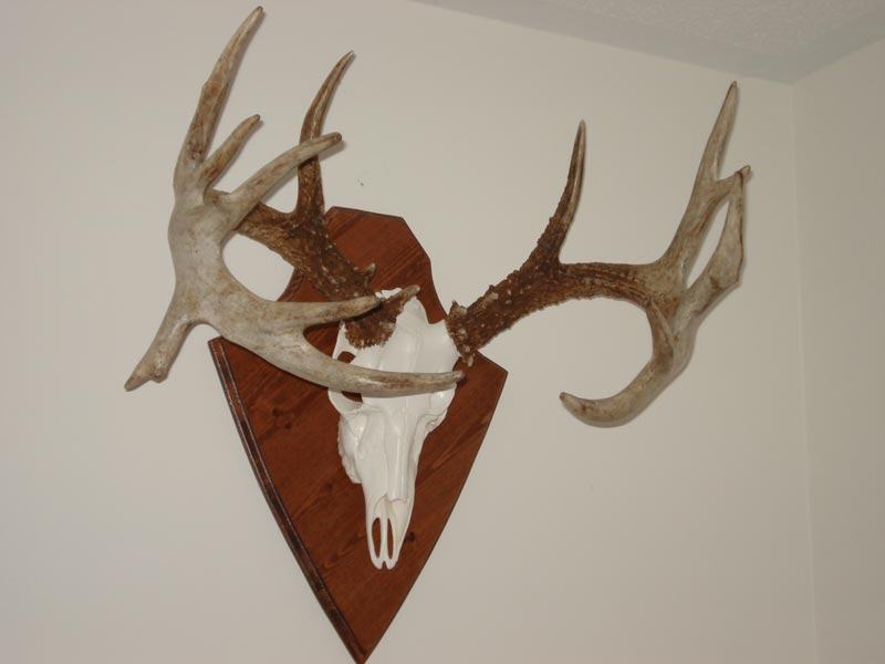 Deer Shed Mounting Ideas
