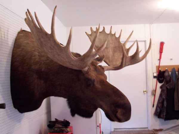 How Much Does it Cost to Taxidermy a Moose Head?