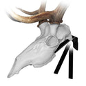 Skull Master European Mount Kit for Elk